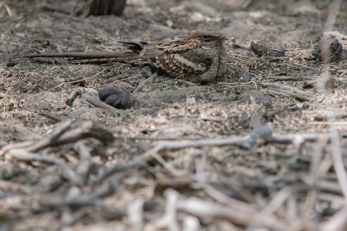 Long-tailed Nightjar - ML538883581