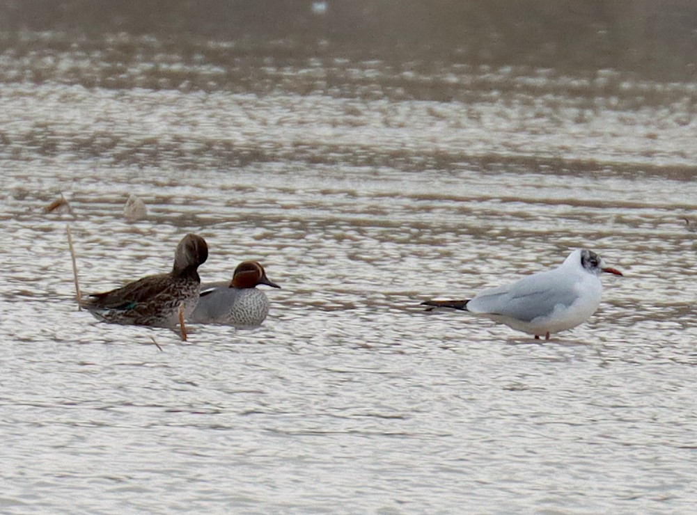 Green-winged Teal - ML538883891