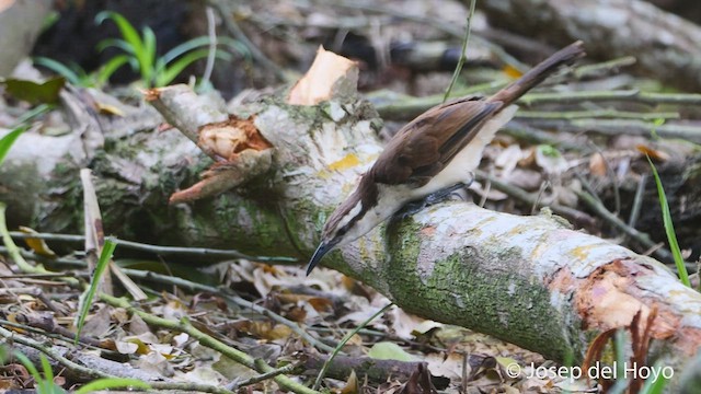 Bicolored Wren - ML538886001