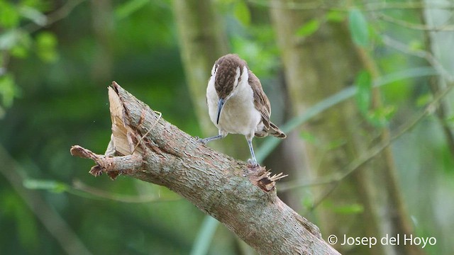 Bicolored Wren - ML538886011