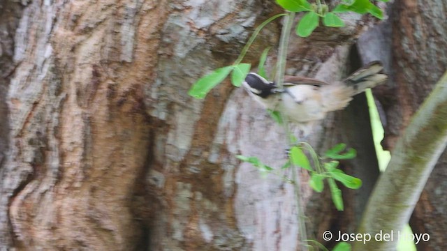 Bicolored Wren - ML538886021