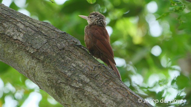 Straight-billed Woodcreeper - ML538886211