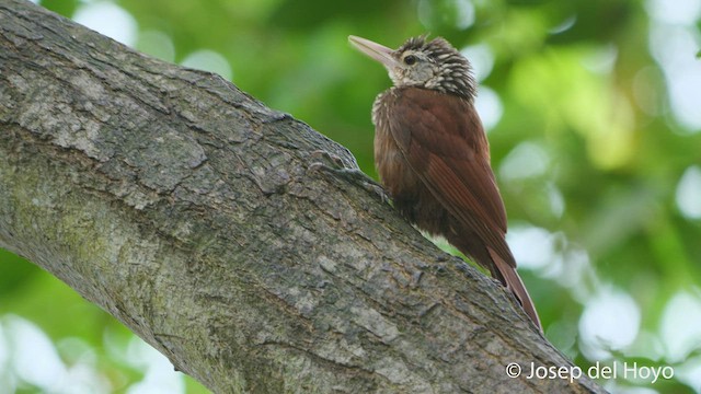 Straight-billed Woodcreeper - ML538886221