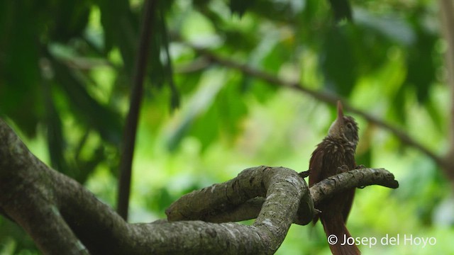 Straight-billed Woodcreeper - ML538886231