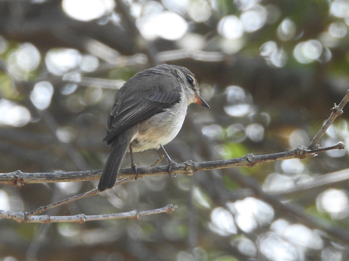 African Dusky Flycatcher - Rainer Opitz