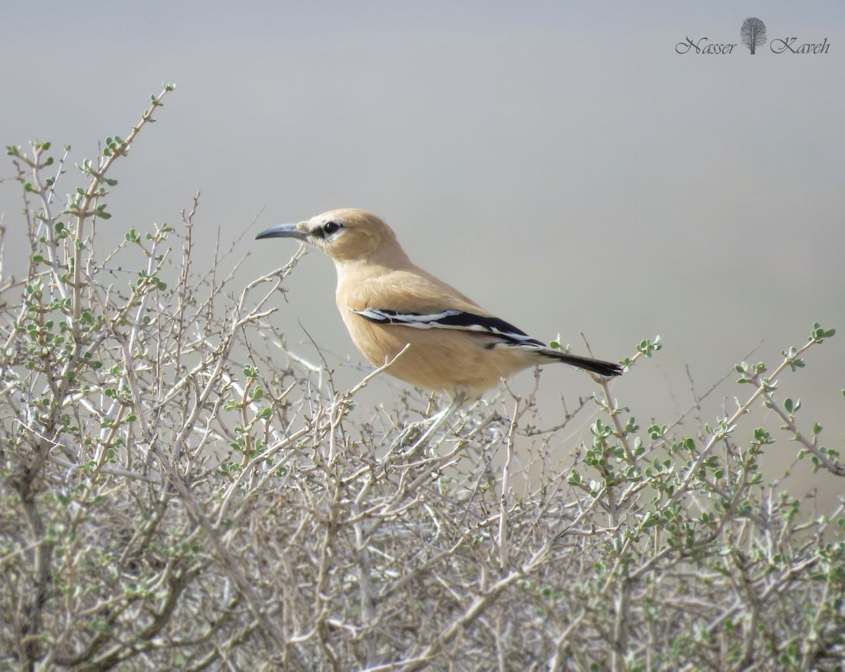 Iranian Ground-Jay - Nasser Kaveh