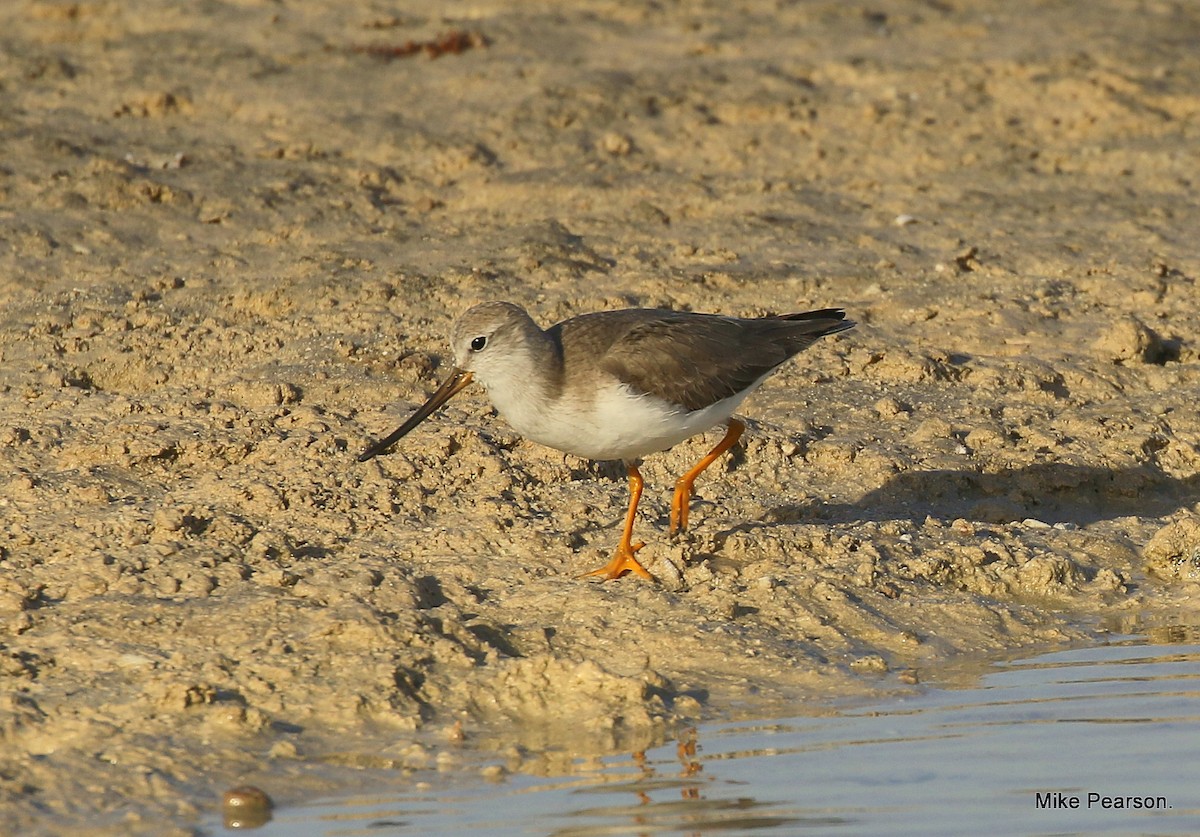 Terek Sandpiper - Mike Pearson