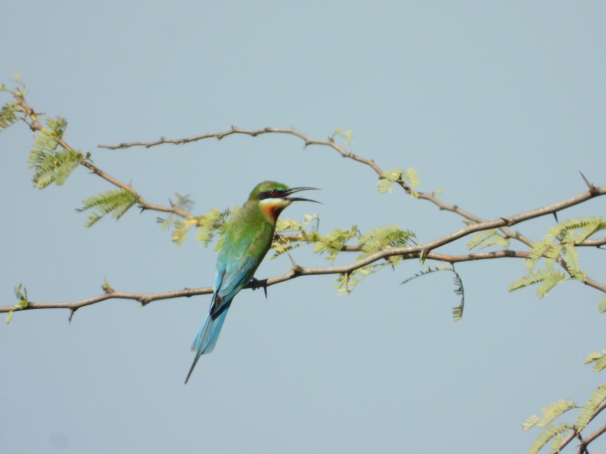 Blue-tailed Bee-eater - ML538889661
