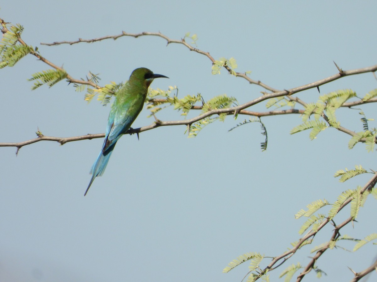 Blue-tailed Bee-eater - Shanmuga Sundaram A