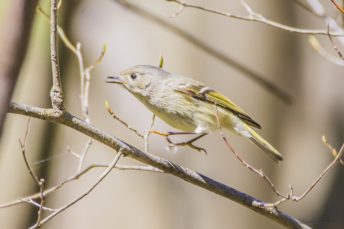 Ruby-crowned Kinglet - LAURA FRAZIER