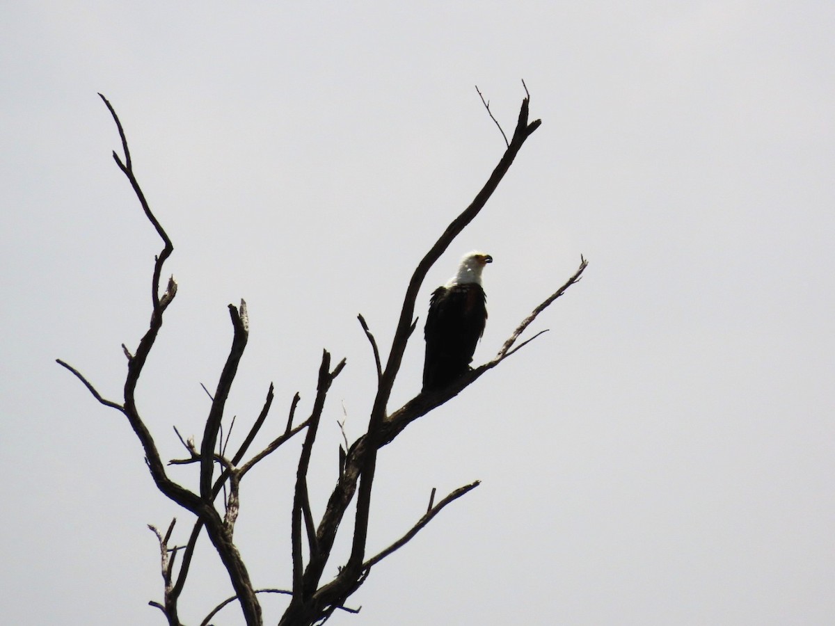 African Fish-Eagle - ML538890191
