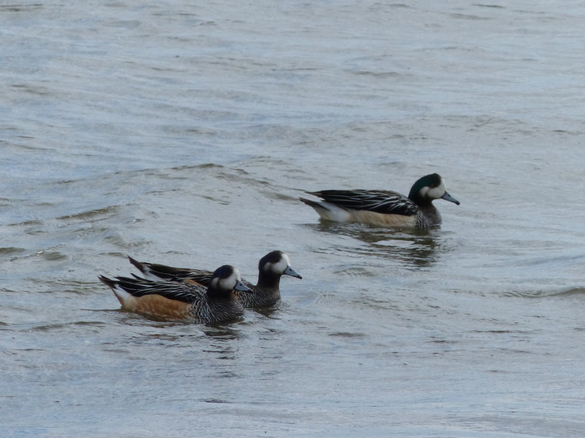 Chiloe Wigeon - ML538890791