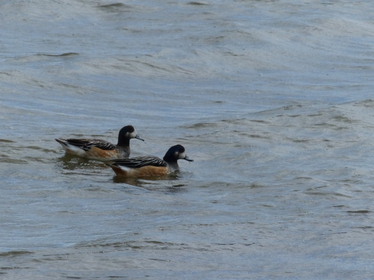 Chiloe Wigeon - ML538890801