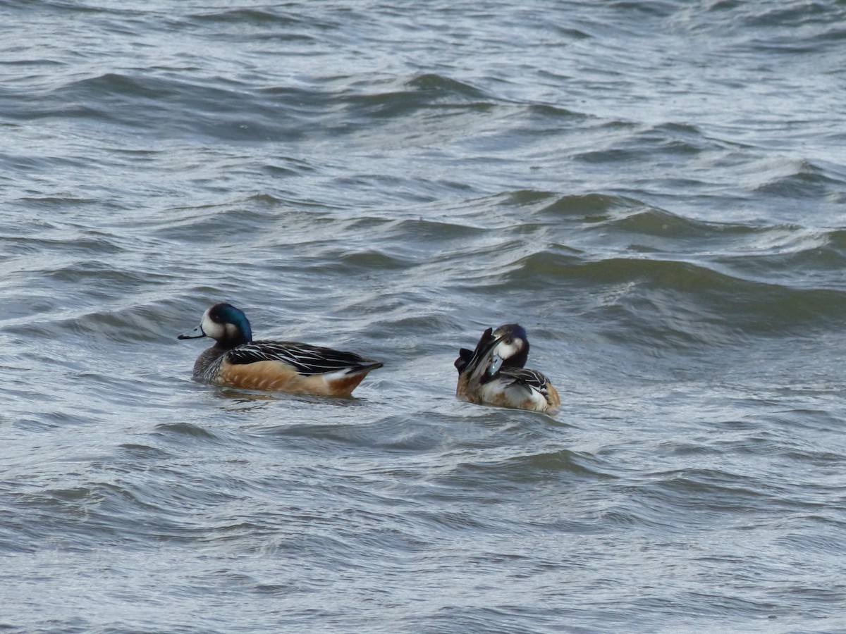 Chiloe Wigeon - ML538890811