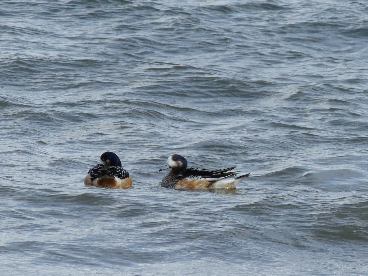 Chiloe Wigeon - ML538890821
