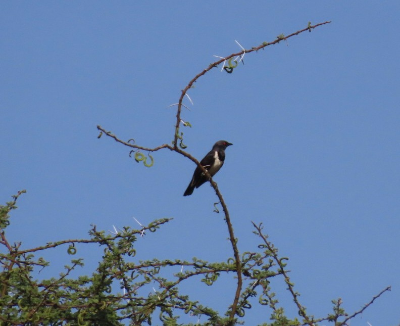Magpie Starling - ML538890941