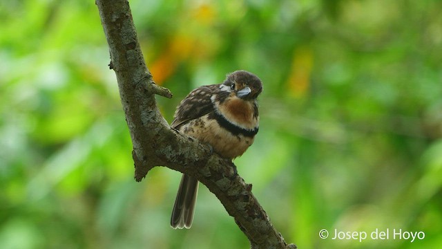 Russet-throated Puffbird - ML538891631