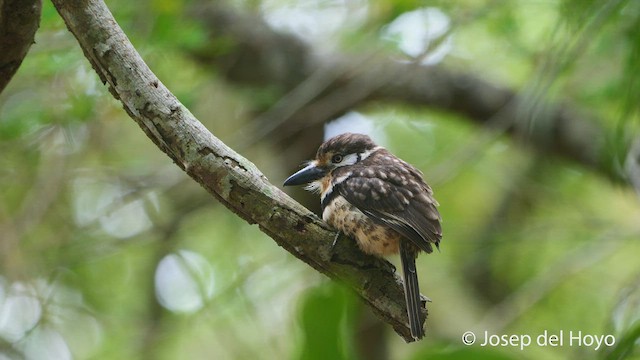 Russet-throated Puffbird - ML538891661