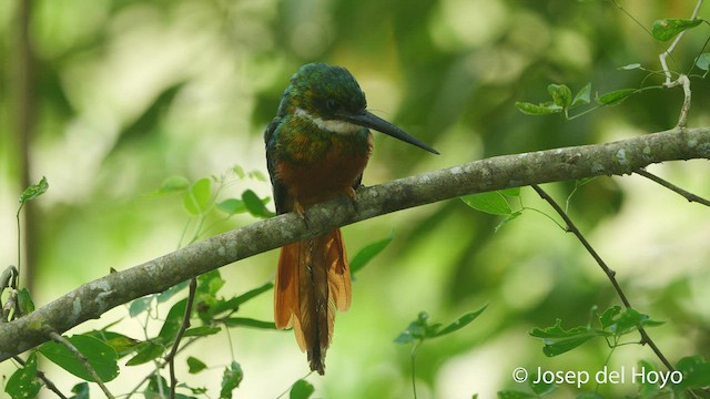 Jacamar à queue rousse - ML538891681