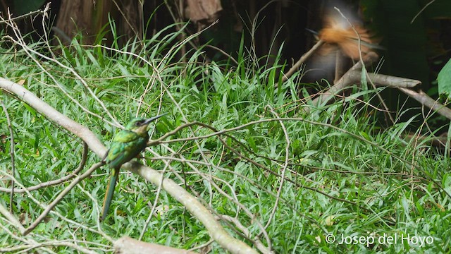 Jacamar à queue rousse - ML538891731