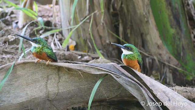 Rufous-tailed Jacamar - ML538891751