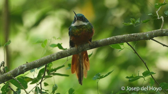 Jacamar à queue rousse - ML538891771