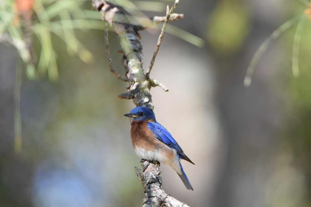 Eastern Bluebird - ML53889241