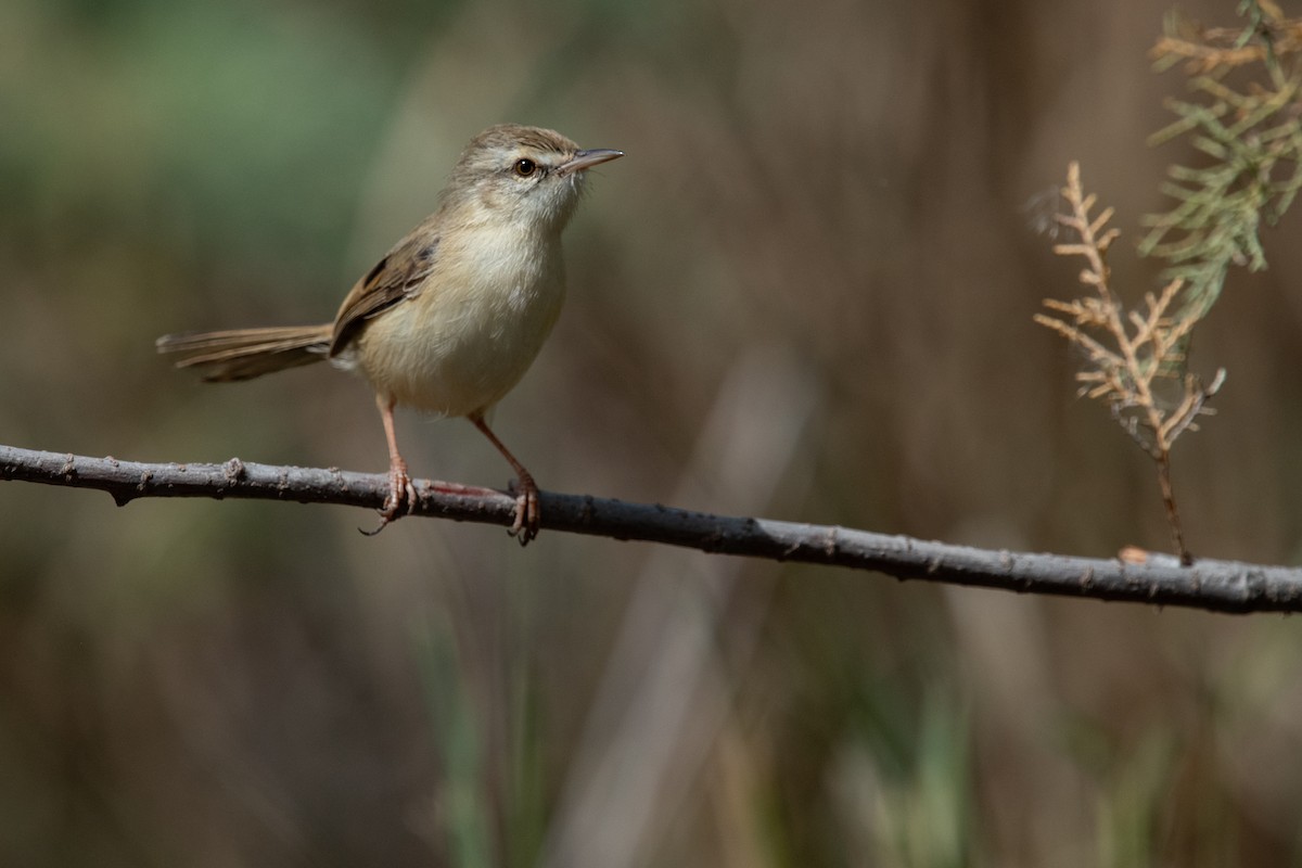 Prinia aquatique - ML538893101