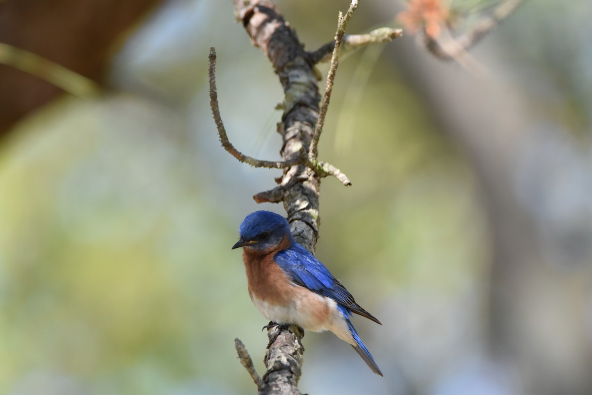 Eastern Bluebird - ML53889321