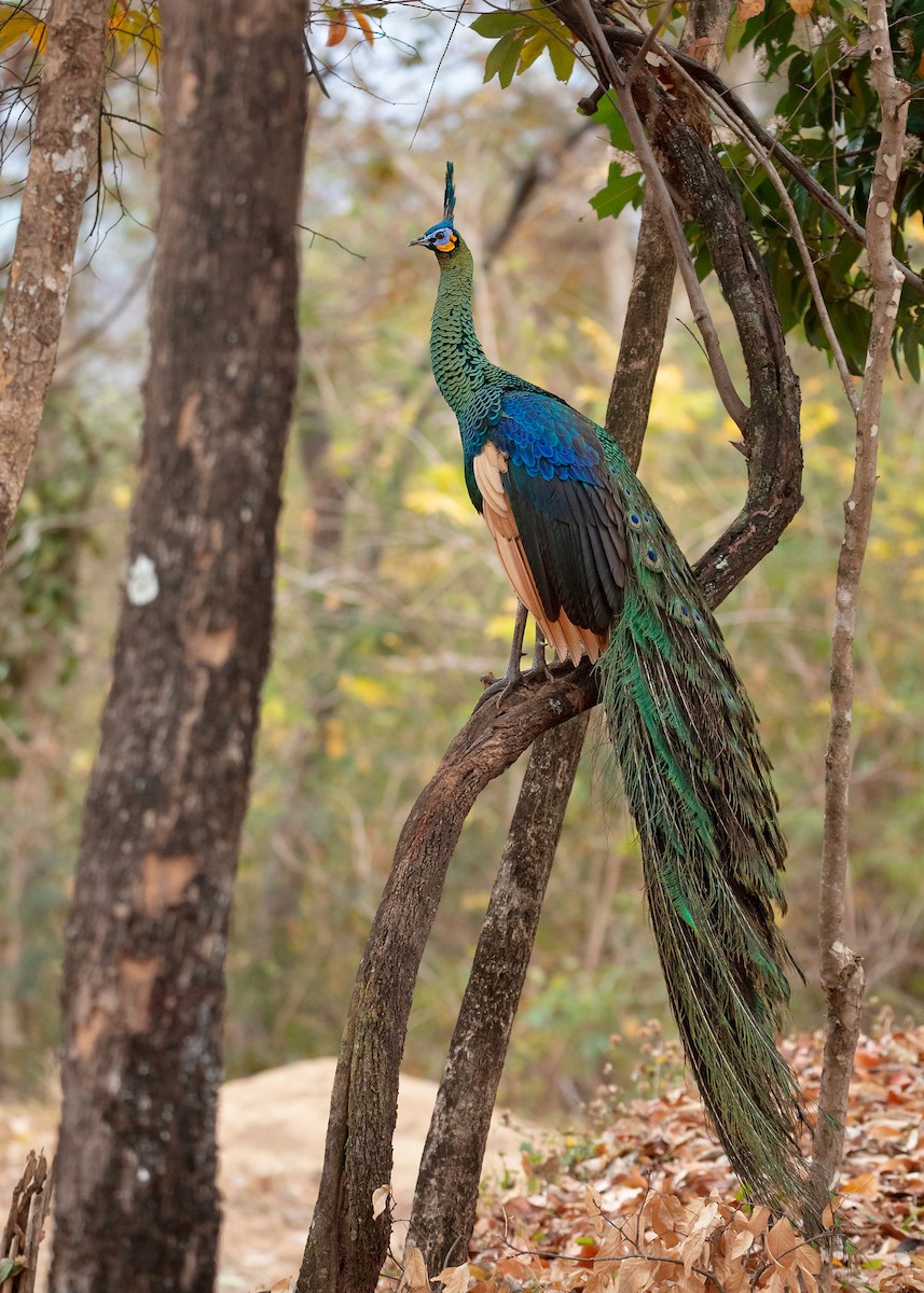 Green Peafowl - ML538893831