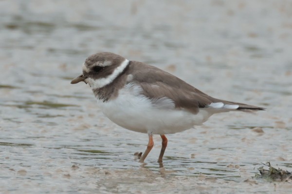 Common Ringed Plover - ML538893871