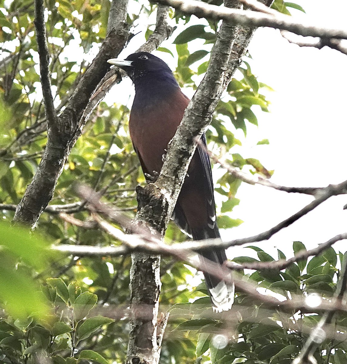 Lidth's Jay - Howard Laidlaw