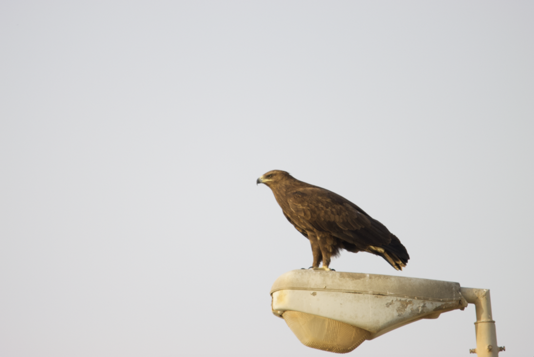 Greater Spotted Eagle - ML538894871