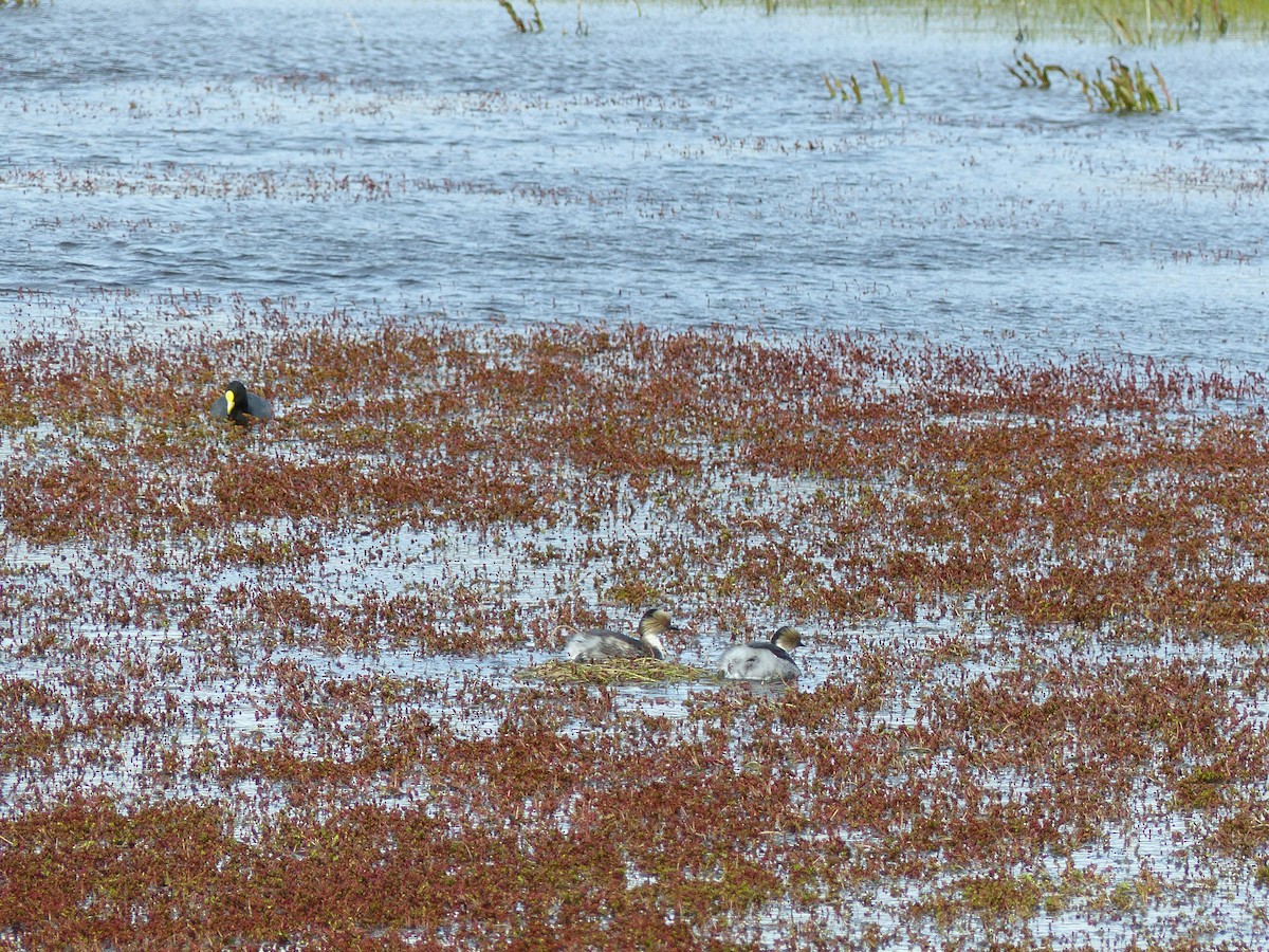 Silvery Grebe - ML538895361