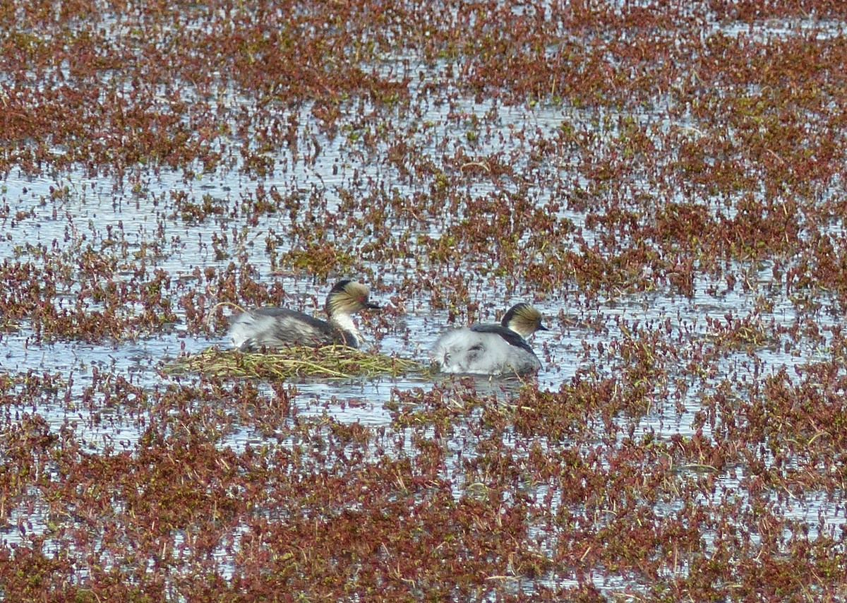 Silvery Grebe - Guy RUFRAY