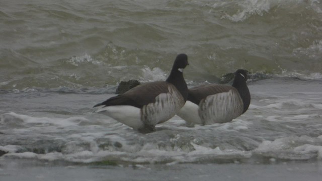 Brant - ML538897391