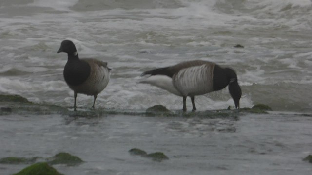 Brant - ML538897411