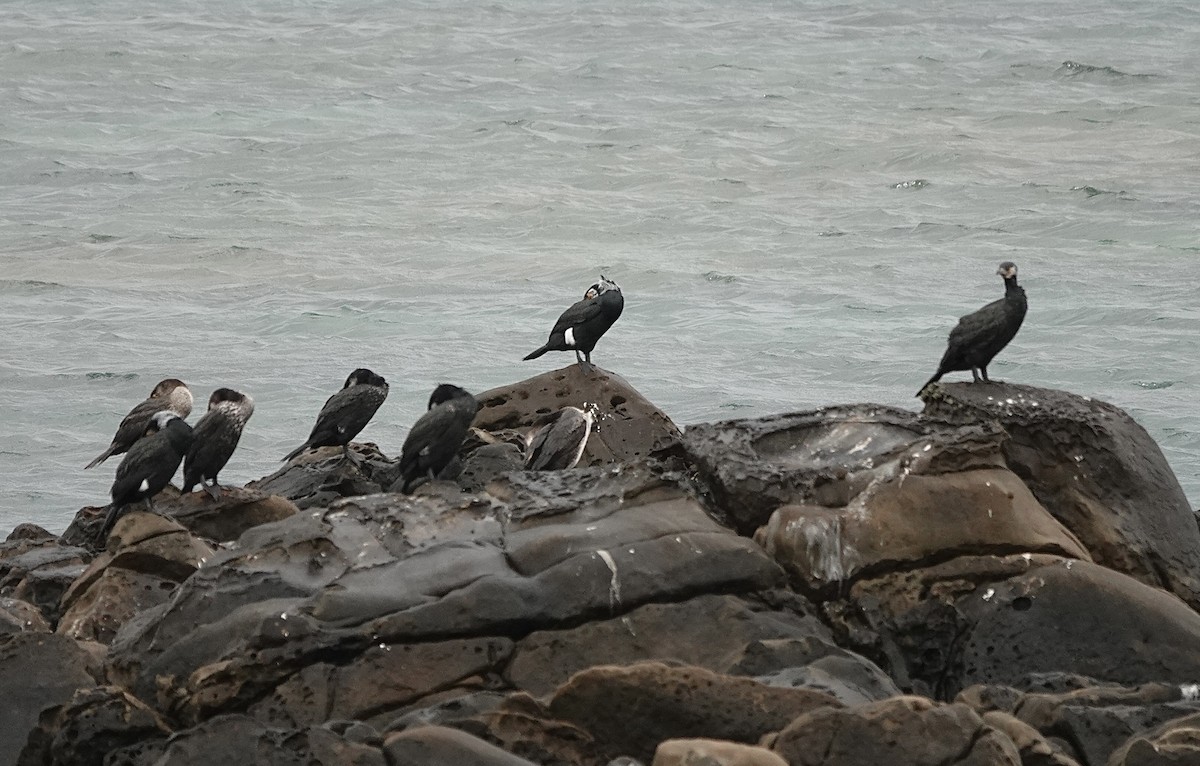 Cormoran de Temminck - ML538898581