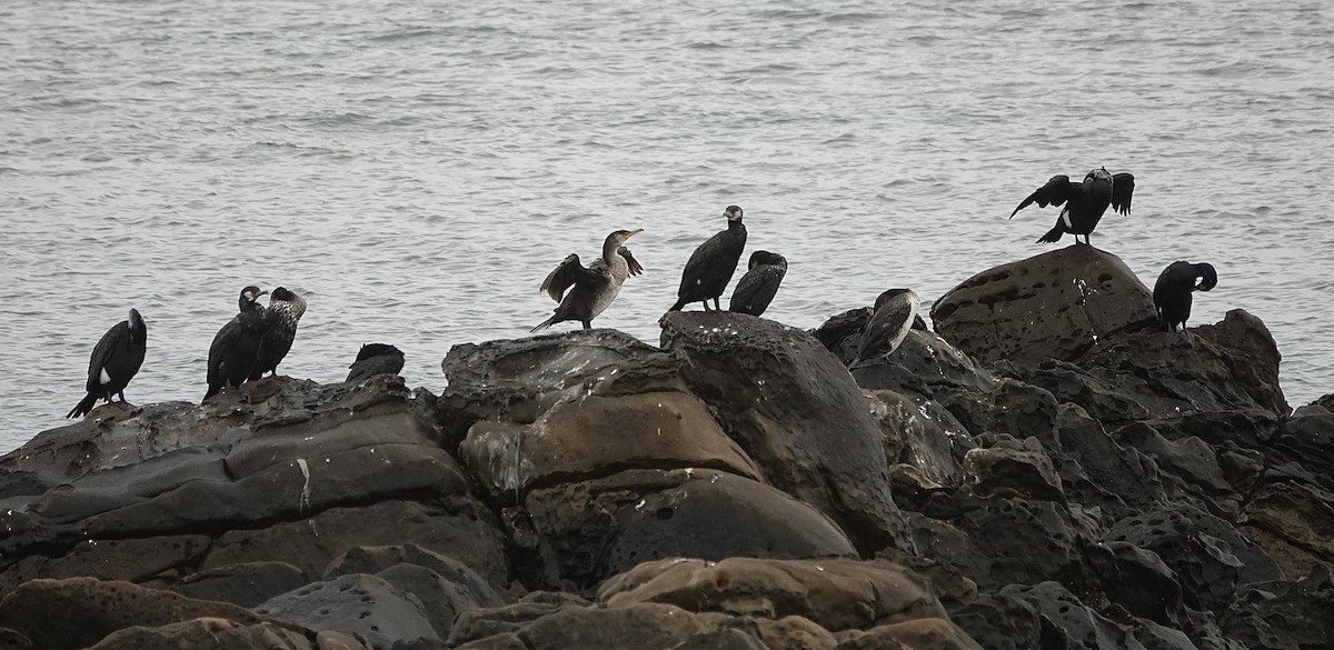 Cormoran de Temminck - ML538898591