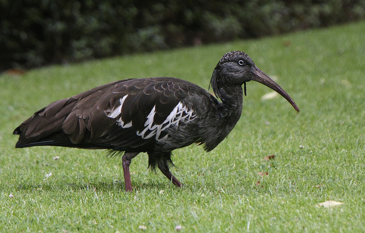 Ibis Carunculado - ML538899541