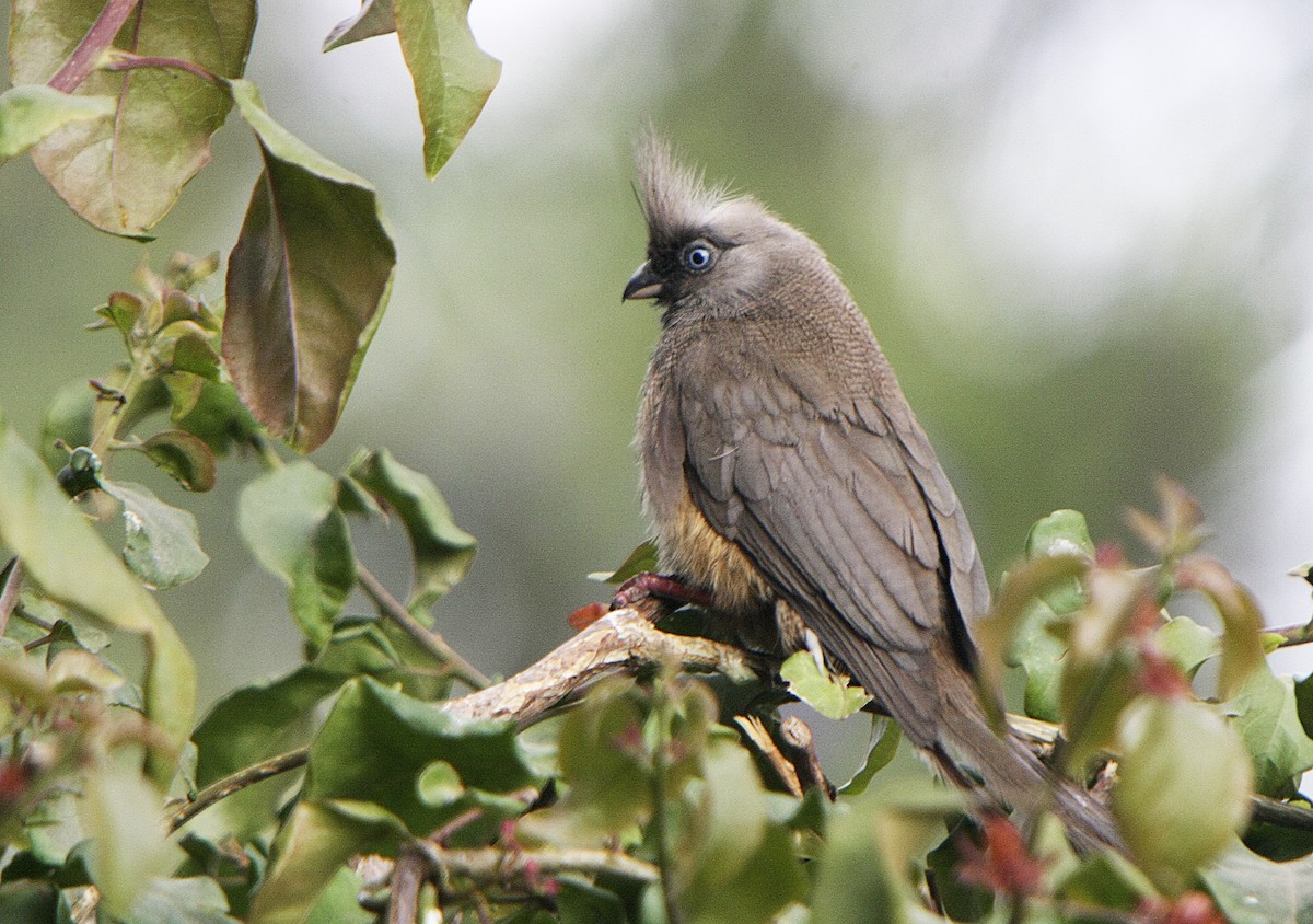 Speckled Mousebird - Alfonso Rodrigo