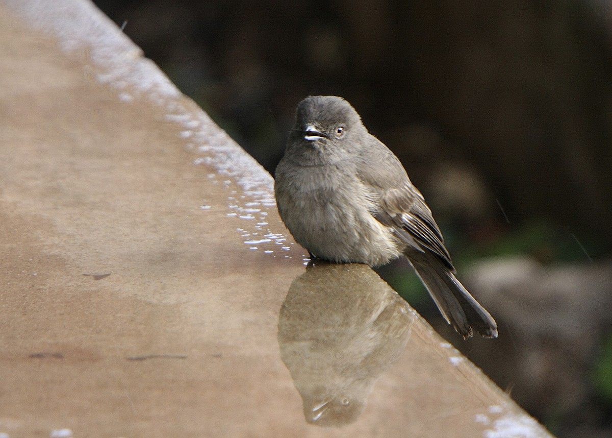 Bozca Drongo Sinekkapanı - ML538899661