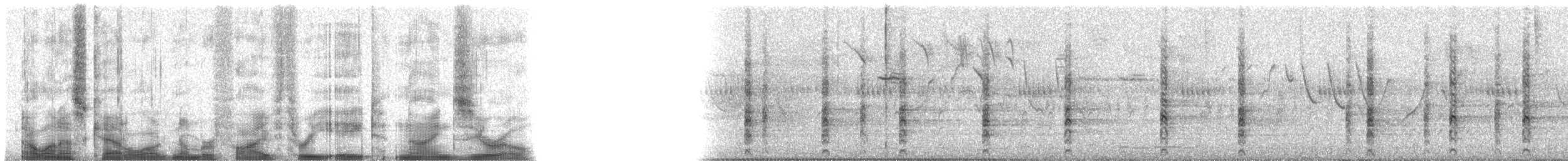 Râle tapageur (groupe caribaeus) - ML53890