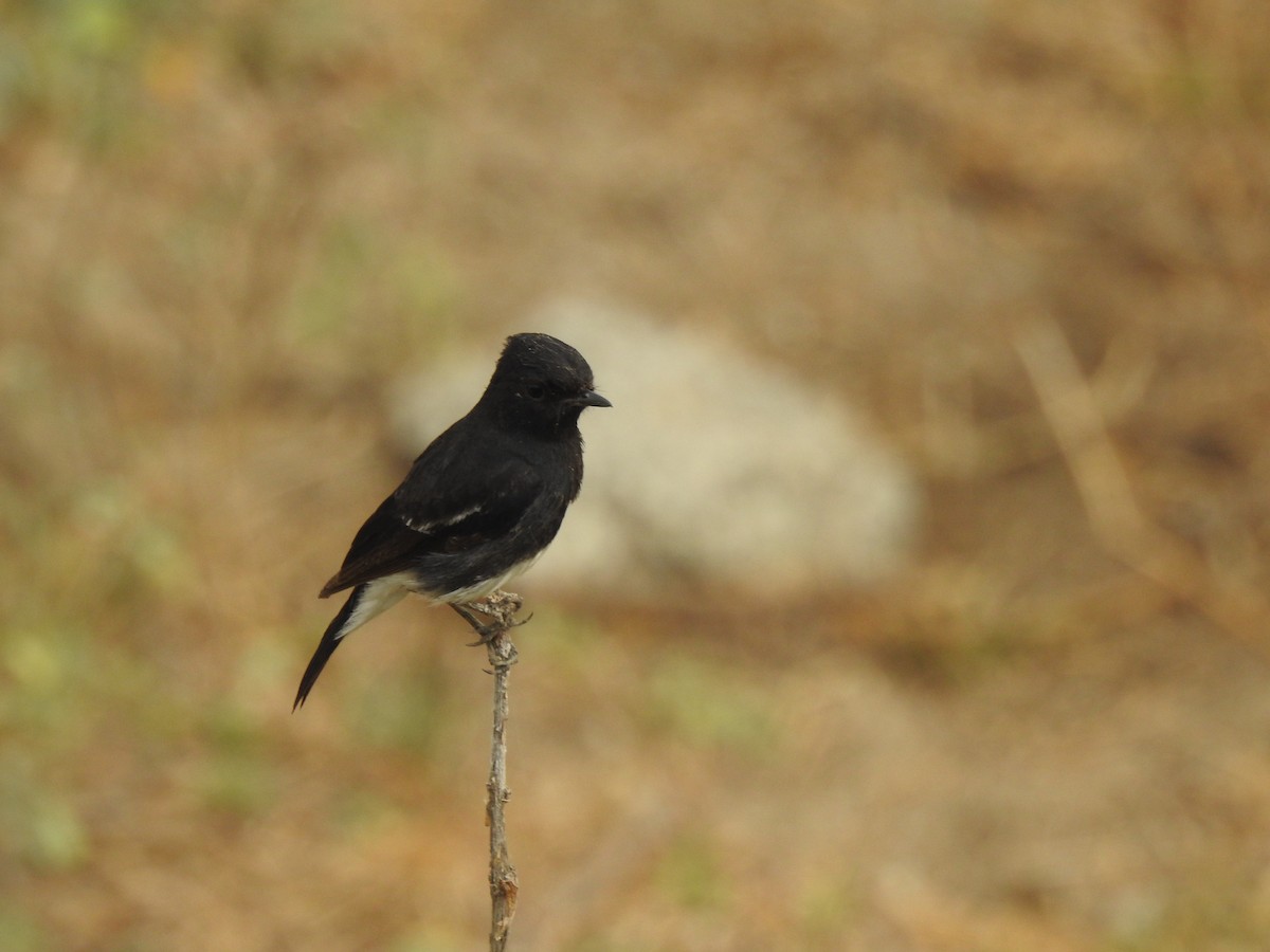 Variable Wheatear - ML538900541