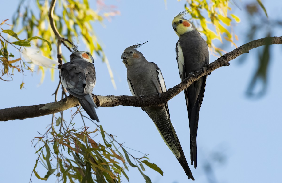 Cockatiel - ML538901791