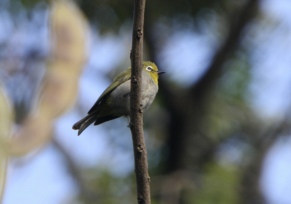 Heuglin's White-eye - ML538901911