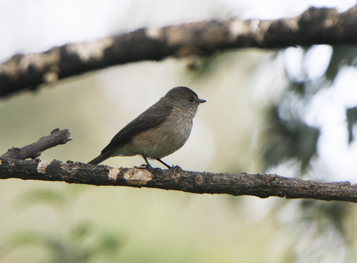 African Dusky Flycatcher - ML538901961