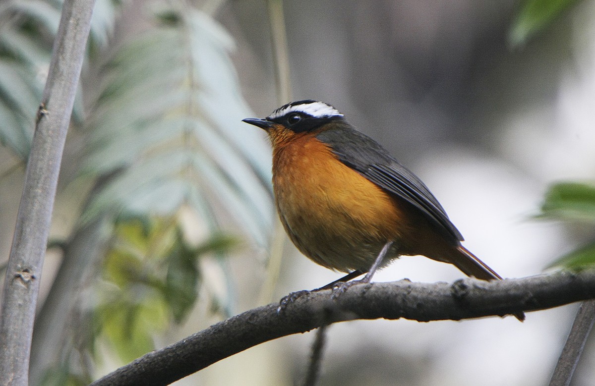 Rüppell's Robin-Chat - Alfonso Rodrigo