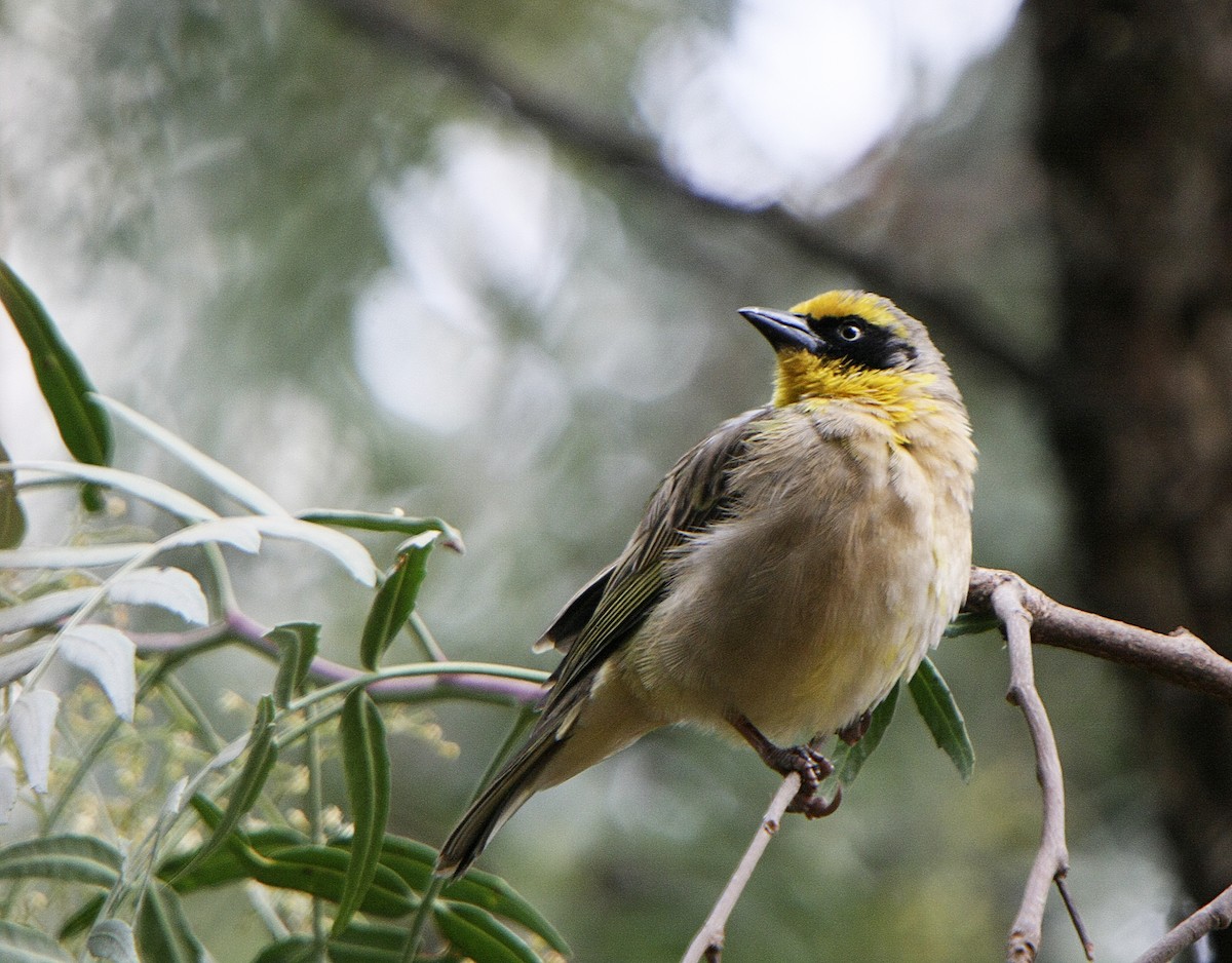 Baglafecht Weaver - ML538902041