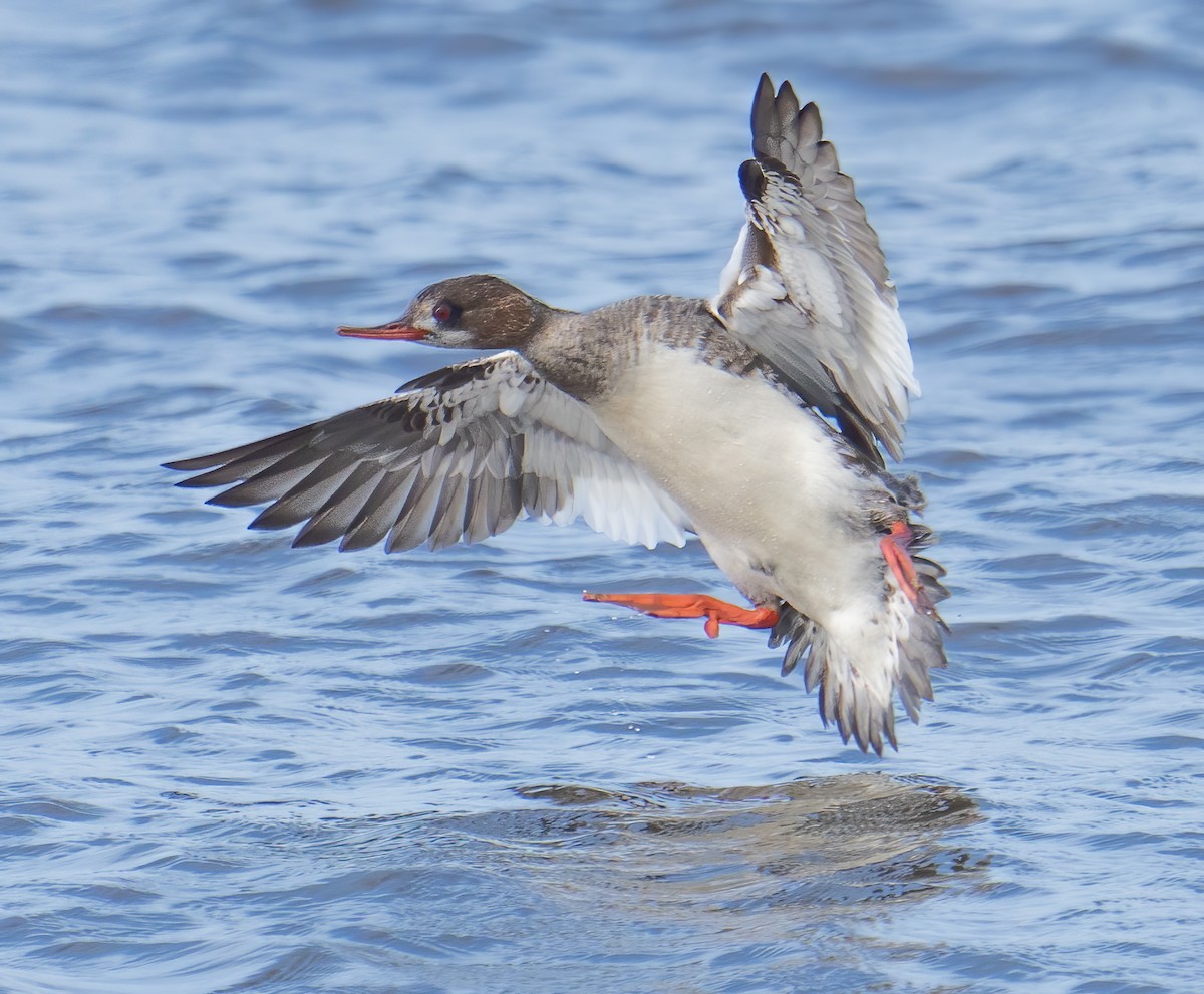 Red-breasted Merganser - ML538902091